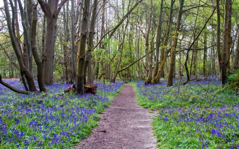 Bluebells