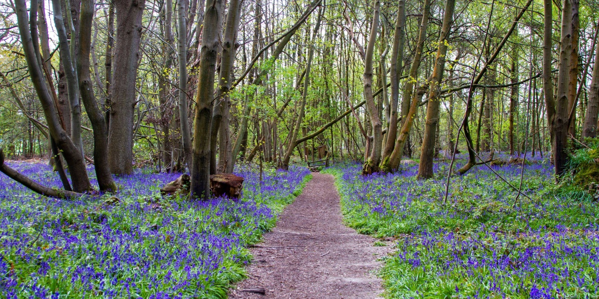 Bluebells