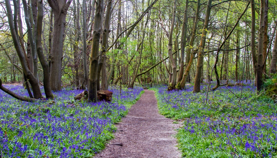 Bluebells