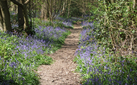 Bluebells
