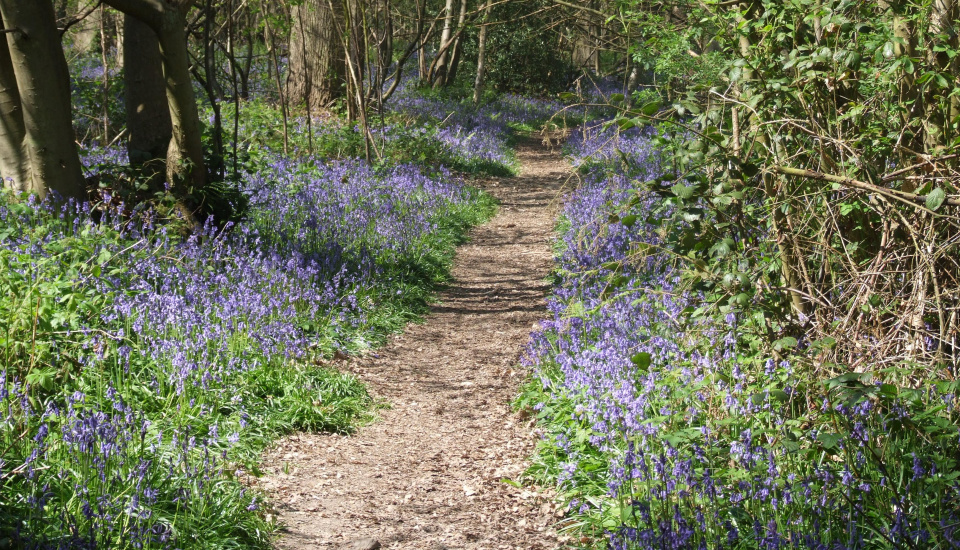 Bluebells