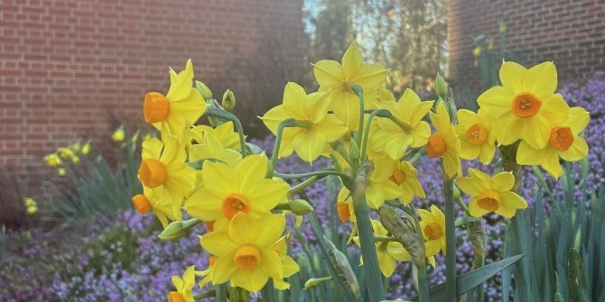 Daffadoils