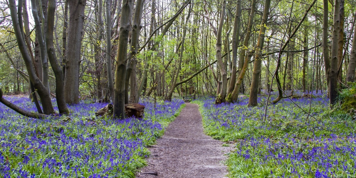 Bluebells